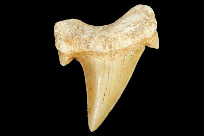 Fossil Shark Tooth (Otodus) - Morocco #103220